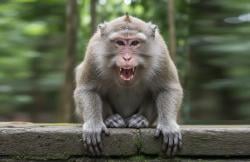 Wisatawan di Phuket Diperingatkan Bahaya Rabies akibat Gigitan Monyet Liar