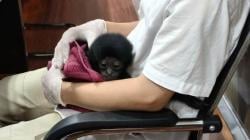 Polisi Ungkap Perdagangan Owa Siamang di Pekan Baru, 1 Ekor Dijual 10 Juta<