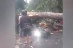 Pohon Tumbang Timpa 2 Motor di Subang, 3 Orang Luka Berat<
