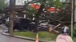 Hujan dan Angin Kencang Tumbangkan Pohon di Bandung Barat, 3 Mobil dan Warung Rusak<