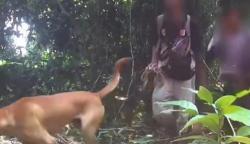 5 Pemburu Macan Tutul Jawa di Hutan Gunung Sanggabuana Karawang Ditangkap<