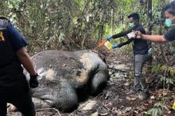 Geger! Bangkai Gajah Sumatera Ditemukan Tanpa Kepala di Pelalawan Riau<