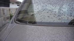 Gunung Marapi Erupsi Hebat, Tanah Datar Hujan Abu Vulkanik<