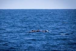 Kapal Migran Terbalik di Libya, 53 Orang Dikhawatirkan Tewas termasuk 2 Bayi