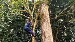 Unik! Satu Pohon Durian di Banjarnegara Hasilkan 15 Rasa Berbeda<
