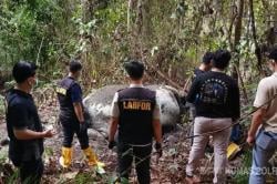 Kasus Gajah Sumatera Mati Tanpa Kepala di Pelalawan Riau, 33 Saksi Diperiksa Polisi<