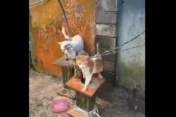 Viral 3 Kucing Diikat Kehujanan di Gianyar, Pemilik Minta Tebusan Rp1 Juta<