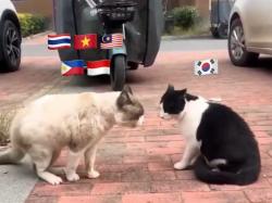 Kronologi Lengkap Perang KNetz Vs SEAblings, Netizen Indonesia Maju Paling Depan!