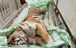 Miris! 2 Bangkai Harimau Dewasa Disembunyikan di Freezer, Hendak Dijadikan Obat Tulang