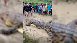 Belah Perut Buaya 4 Meter, Warga Simeulue Temukan Potongan Tubuh Wanita Pencari Kerang<