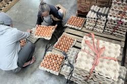 Harga Telur Ayam Naik Jelang Ramadan