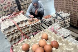 Arab Saudi Larang Impor Unggas dan Telur dari 40 Negara termasuk Indonesia