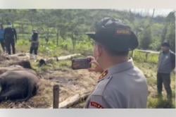 Anak Gajah Mati Kena Jerat di TN Tesso Nilo, Kapolda Riau Turun Tangan<