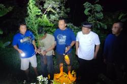Ada-Ada Saja, 2 Pria di Kediri Tanam Ganja di Pot Rumah Berujung Masuk Penjara<