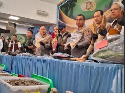 Polisi Tangkap 15 Orang Sindikat Pemburu Gajah Sumatera di Riau, 3 Masih Buron