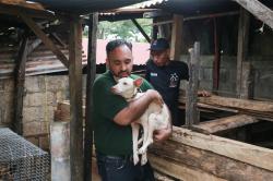 Dua Pelaku Usaha Daging Anjing di Kupang Tutup Permanen, 10 Anjing Diselamatkan