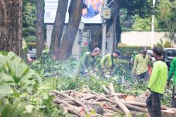 Antisipasi Cuaca Buruk, Pohon Rindang di Kawasan Senayan Dipotong