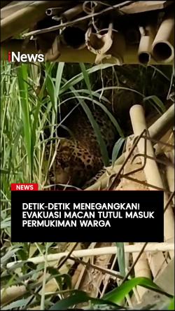 Detik-Detik Menegangkan! Evakuasi Macan Tutul Masuk Permukiman Warga
