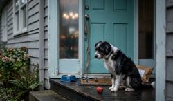 Tinggalkan Hewan Peliharaan di Rumah saat Mudik Lebaran, Perhatikan 5 Hal Penting Ini