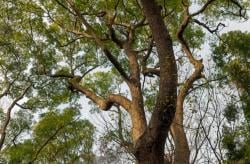 Pohon Trembesi Raksasa Tumbang di Kebayoran Baru, 3 Pemotor Terluka