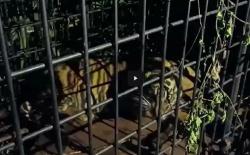 Anak Harimau Sumatera di Pelalawan Masuk Perangkap usai Mangsa Ternak Warga<