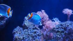 5 Zona Akuarium Keren di SEA LIFE Bangkok Ocean World yang Wajib Kamu Jelajahi!