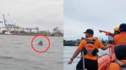 Viral! Warga Dikejutkan Rombongan Hiu Muncul di Dekat Pelabuhan Makassar<