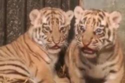 Anak Harimau Benggala di Bandung Zoo Mati, Penyebab Masih Diselidiki<