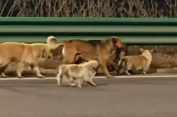 Kisah Haru 7 Anjing di China Kabur dari Pencuri, Pulang Bersama ke Pemiliknya