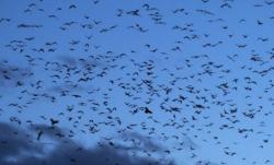 Viral! Ribuan Burung Gagak Bikin Langit Tel Aviv Jadi Gelap, Netizen: Pertanda Bencana