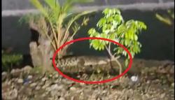 2 Buaya Berkeliaran di Bantaran Sungai Tonjung Bangkalan, Warga Ketakutan<