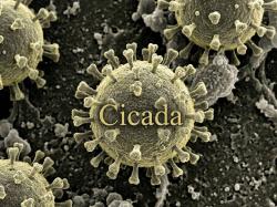 Asal Usul Nama Cicada, Julukan Covid-19 Varian Baru yang Mulai Menggila