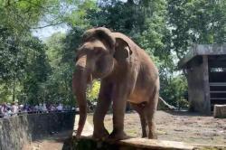 Cerita Gajah Ragunan Pernah Lepas dari Kandang, Endingnya Nggak Terduga