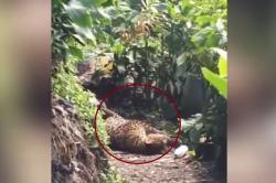 Kelaparan! Macan Tutul Turun Gunung Masuk Permukiman Warga di Cisarua Bogor      