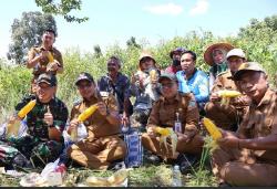 Dukung Ketahanan Pangan, Pemkab Kotabaru Panen Jagung di Desa Sebelimbingan<