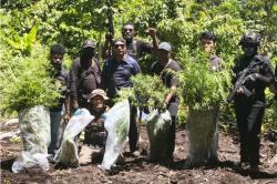 Mengejutkan! Ladang Ganja Ditemukan di Pegunungan Mamberamo Tengah