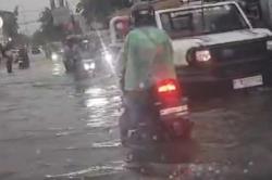 Hujan Badai Terjang Jember, Puluhan Pohon Tumbang hingga Picu Banjir<