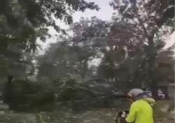 Hujan Badai Terjang Bekasi Bikin Pohon Tumbang hingga Rumah Rusak