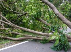 BPBD Catat 4 Pohon Tumbang di Jakarta usai Hujan Deras, Satu Mobil Tertimpa
