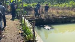 Cilacap Geger! Mayat Pria Ditemukan Mengapung di Kolam Ikan, Kondisi Membusuk<