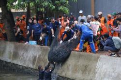 3 Ton Ikan Sapu-Sapu Ditangkap di Setu Babakan