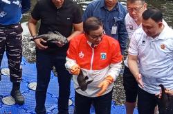 Pramono Ikut Basmi Ikan Sapu-Sapu: Begitu Ditangkap Pura-Pura Lemas, Padahal Predator