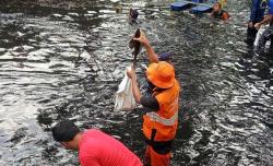 6,98 Ton Ikan Sapu-Sapu Ditangkap dari 5 Wilayah Jakarta dalam Sehari