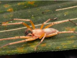 Laba-Laba Hantu Pertama di Asia Tenggara Ditemukan di Pulau Jawa