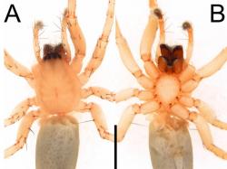 Apa Itu Rathalos inagami, Laba-Laba Hantu Pertama di Indonesia? Ini Karakternya