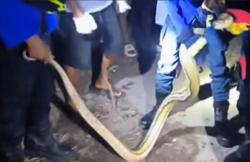 Geger Ular Piton Peliharaan Lepas Bikin Warga Jogja Panik, Damkar Turun Tangan<