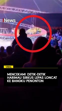 Mencekam! Detik-Detik Harimau Sirkus Lepas Loncat ke Bangku Penonton