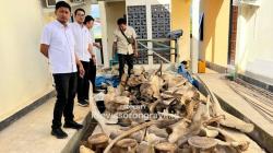 Terungkap Perdagangan Satwa Dilindungi di Sorong, 13 Tengkorak Buaya 91 Tulang Paus Disita<