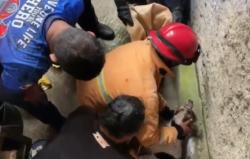 Anjing Peliharaan di Sragen Mengamuk, Gigit 3 Orang dan 2 Petugas<