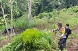 Polisi Bongkar Ladang Ganja 20 Ha di Empat Lawang Sumsel, 220 Kg Disita<